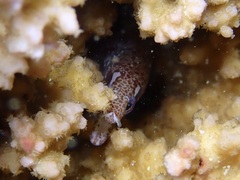 Gymnothorax zonipectis