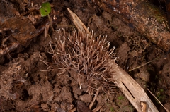 Lachnocladiaceae