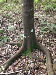 Ficus coronata