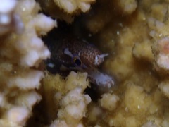 Gymnothorax zonipectis