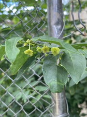 Phyllanthaceae