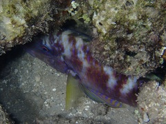 Parupeneus multifasciatus