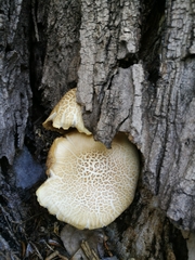 Cyclocybe aegerita