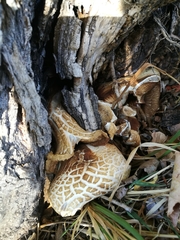 Cyclocybe aegerita