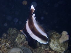 Heniochus chrysostomus