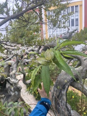 Prunus