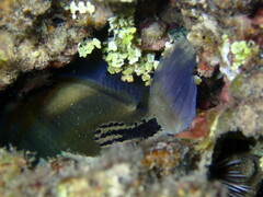 Rhinecanthus aculeatus