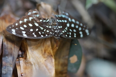 Lexias albopunctata albopunctata