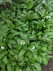 Allium ursinum