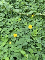 Arachis