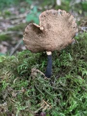 Cerioporus leptocephalus