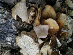 Cyclocybe aegerita