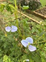 Psophocarpus tetragonolobus