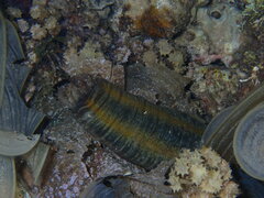 Euapta