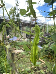 Psophocarpus tetragonolobus