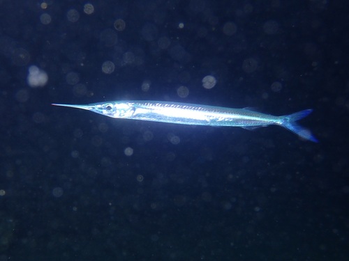 Dussumier's garfish (Hyporhamphus dussumieri) — Hemiramphidae