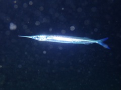 Hyporhamphus dussumieri