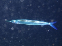 Hyporhamphus dussumieri