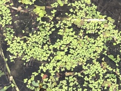Spirodela polyrhiza