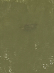Trachemys scripta