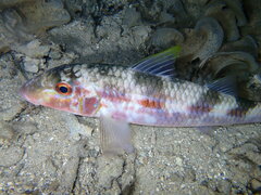 Mulloidichthys flavolineatus
