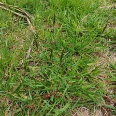 Anthoxanthum odoratum