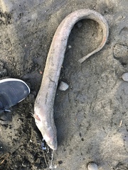 Conger verreauxi