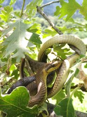 Zamenis longissimus