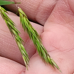 Anthoxanthum odoratum