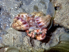 Dardanus gemmatus