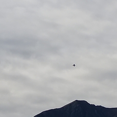 Larus dominicanus dominicanus