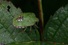 Nezara viridula