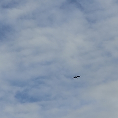 Larus dominicanus dominicanus