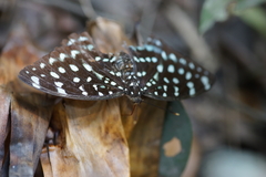 Lexias albopunctata albopunctata