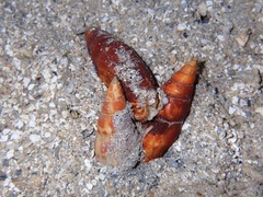 Mitra mitra
