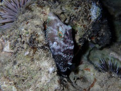 Canthigaster solandri