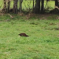 Gallirallus australis