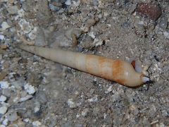 Terebridae