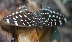 Lexias albopunctata albopunctata