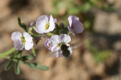 Dischistus atlanticus