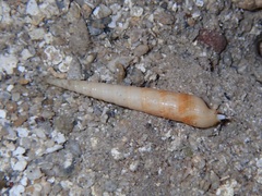 Terebridae