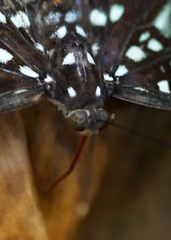 Lexias albopunctata albopunctata