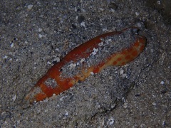 Mitra mitra