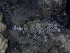 Siganus spinus