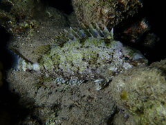 Siganus spinus