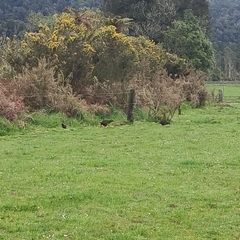 Gallirallus australis australis