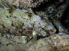 Siganus spinus
