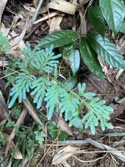 Selaginella willdenowii