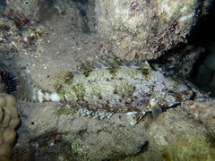 Siganus spinus