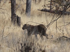 Panthera pardus pardus